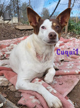 CUQUI1, Hund, Ratonero Bodeguero Andaluz in Spanien - Bild 4