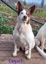 CUQUI1, Hund, Ratonero Bodeguero Andaluz in Spanien - Bild 5