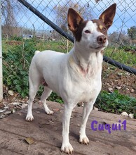 CUQUI1, Hund, Ratonero Bodeguero Andaluz in Spanien - Bild 6