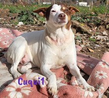 CUQUI1, Hund, Ratonero Bodeguero Andaluz in Spanien - Bild 8