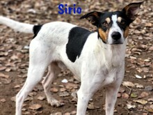 SIRIO, Hund, Ratonero Bodeguero Andaluz in Spanien - Bild 1