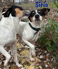 SIRIO, Hund, Ratonero Bodeguero Andaluz in Spanien - Bild 4