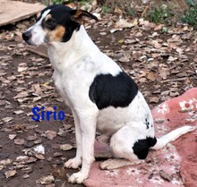 SIRIO, Hund, Ratonero Bodeguero Andaluz in Spanien - Bild 5