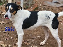 SIRIO, Hund, Ratonero Bodeguero Andaluz in Spanien - Bild 6