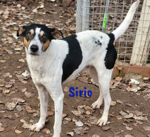 SIRIO, Hund, Ratonero Bodeguero Andaluz in Spanien - Bild 7