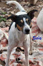 SIRIO, Hund, Ratonero Bodeguero Andaluz in Spanien - Bild 8