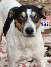 SIRIO, Hund, Ratonero Bodeguero Andaluz in Spanien - Bild 9