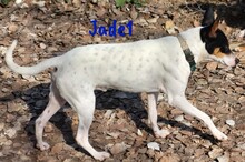 JADE1, Hund, Ratonero Bodeguero Andaluz in Spanien - Bild 10