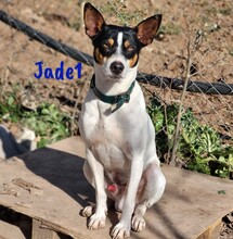 JADE1, Hund, Ratonero Bodeguero Andaluz in Spanien - Bild 2