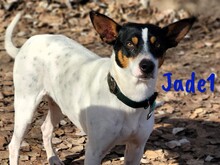 JADE1, Hund, Ratonero Bodeguero Andaluz in Spanien - Bild 3