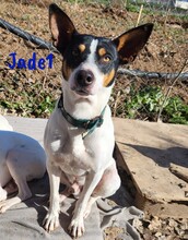 JADE1, Hund, Ratonero Bodeguero Andaluz in Spanien - Bild 4