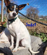 JADE1, Hund, Ratonero Bodeguero Andaluz in Spanien - Bild 5