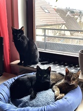 ZARA, Katze, Europäisch Kurzhaar in Kämpfelbach - Bild 8