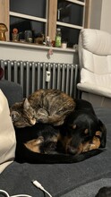 EVI, Katze, Europäisch Kurzhaar in Kiel - Bild 10