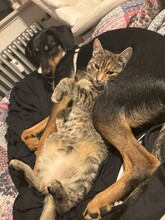 EVI, Katze, Europäisch Kurzhaar in Kiel - Bild 6