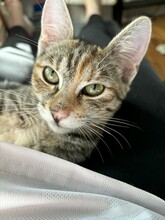 EVI, Katze, Europäisch Kurzhaar in Kiel - Bild 7