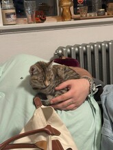 EVI, Katze, Europäisch Kurzhaar in Kiel - Bild 8