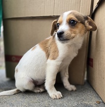 AMATA, Hund, Mischlingshund in Griechenland - Bild 3