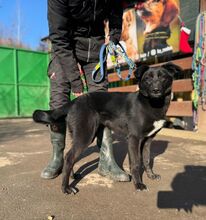 VANDA, Hund, Mischlingshund in Slowakische Republik - Bild 1