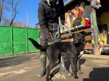 VANDA, Hund, Mischlingshund in Slowakische Republik - Bild 10