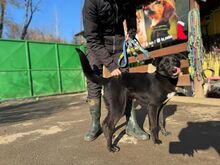 VANDA, Hund, Mischlingshund in Slowakische Republik - Bild 2