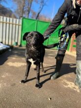 VANDA, Hund, Mischlingshund in Slowakische Republik - Bild 3