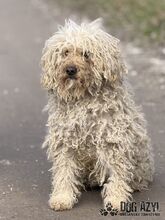 VILEDA, Hund, Mischlingshund in Slowakische Republik - Bild 1