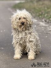 VILEDA, Hund, Mischlingshund in Slowakische Republik - Bild 2