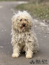 VILEDA, Hund, Mischlingshund in Slowakische Republik - Bild 3