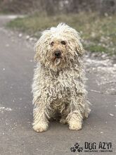 VILEDA, Hund, Mischlingshund in Slowakische Republik - Bild 4