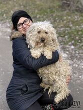 VILEDA, Hund, Mischlingshund in Slowakische Republik - Bild 8