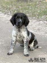 AYLIN, Hund, Mischlingshund in Slowakische Republik - Bild 1