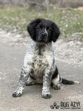 AYLIN, Hund, Mischlingshund in Slowakische Republik - Bild 2