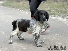 AYLIN, Hund, Mischlingshund in Slowakische Republik - Bild 3