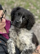 AYLIN, Hund, Mischlingshund in Slowakische Republik - Bild 6