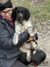 AYLIN, Hund, Mischlingshund in Slowakische Republik - Bild 7