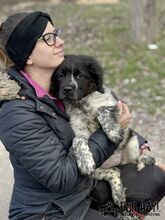 AYLIN, Hund, Mischlingshund in Slowakische Republik - Bild 8