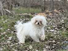 CLOUDY, Hund, Mischlingshund in Slowakische Republik - Bild 1