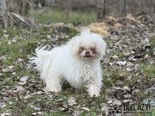 CLOUDY, Hund, Mischlingshund in Slowakische Republik - Bild 2