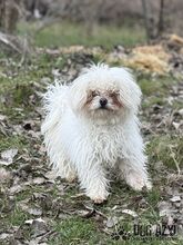 CLOUDY, Hund, Mischlingshund in Slowakische Republik - Bild 3