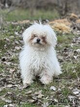 CLOUDY, Hund, Mischlingshund in Slowakische Republik - Bild 4