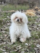 CLOUDY, Hund, Mischlingshund in Slowakische Republik - Bild 5