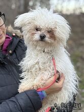 CLOUDY, Hund, Mischlingshund in Slowakische Republik - Bild 6