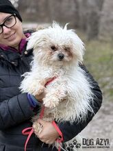 CLOUDY, Hund, Mischlingshund in Slowakische Republik - Bild 7