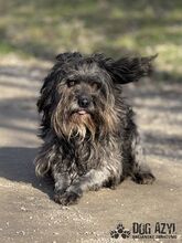 DAVY, Hund, Mischlingshund in Slowakische Republik - Bild 3