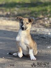 DORIS, Hund, Mischlingshund in Slowakische Republik - Bild 1