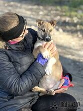 DORIS, Hund, Mischlingshund in Slowakische Republik - Bild 10