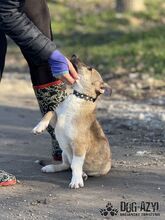 DORIS, Hund, Mischlingshund in Slowakische Republik - Bild 2