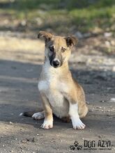 DORIS, Hund, Mischlingshund in Slowakische Republik - Bild 3