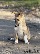 DORIS, Hund, Mischlingshund in Slowakische Republik - Bild 4